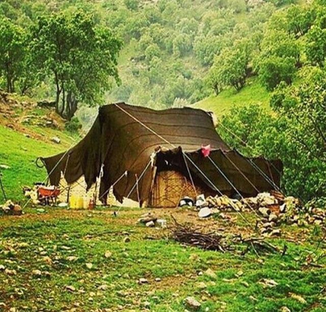 علف نیما حافظی